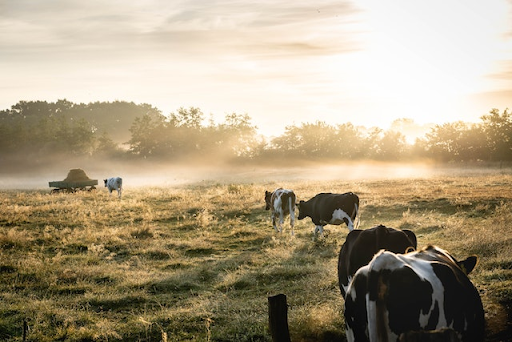 De duurzame voordelen van een cowtoilet voor de veehouderij