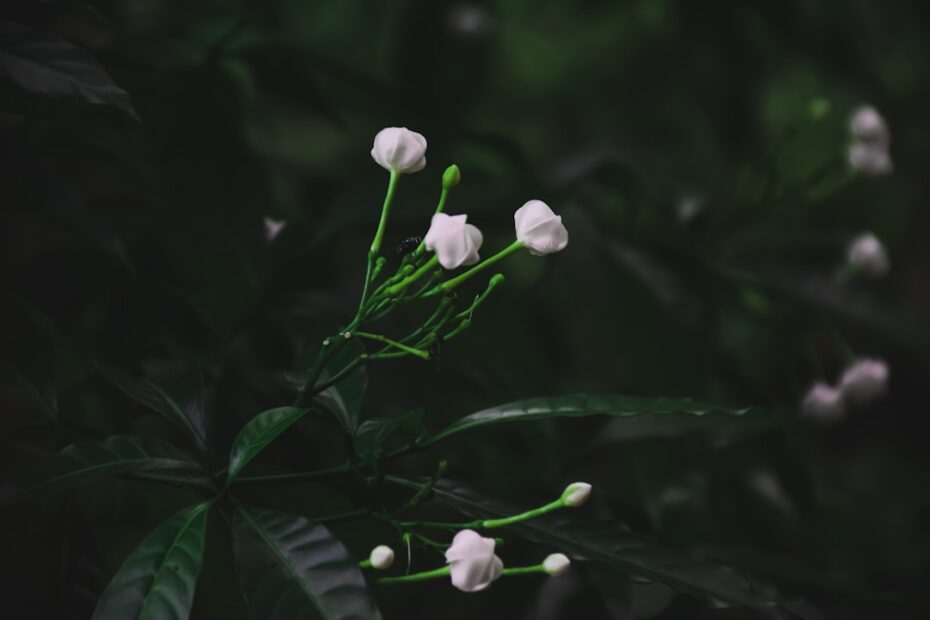 Fuchsia snoeien geeft jouw plant nieuwe energie