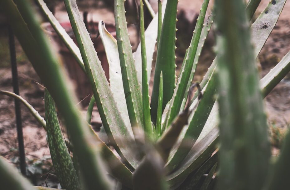 Verwaarloosde lavendel snoeien: zo krijgt jouw lavendel een tweede kans
