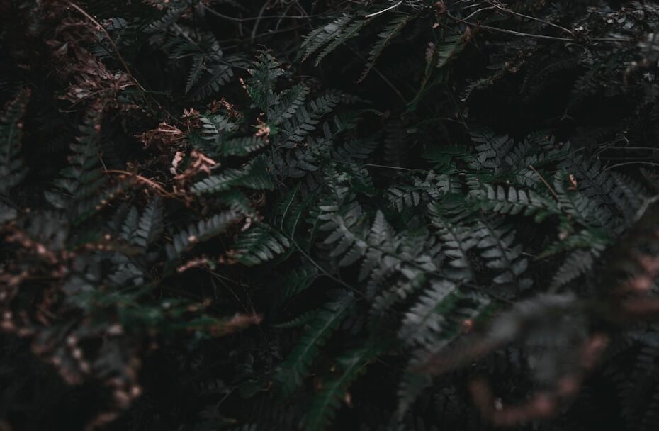 Camelia snoeien voor een gezonde en mooie struik