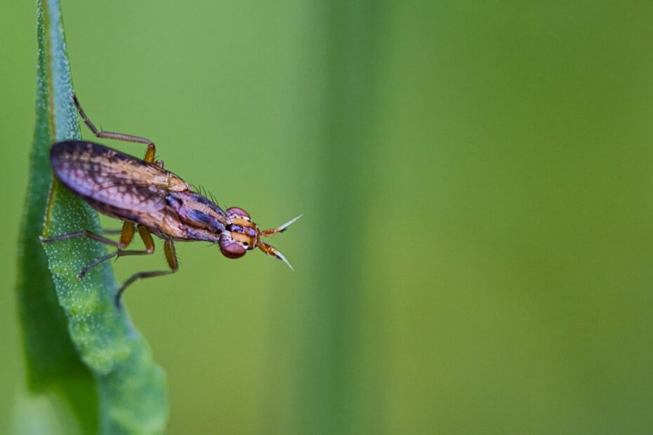 Boskakkerlak in huis: wat kun je doen bij onverwacht bezoek?