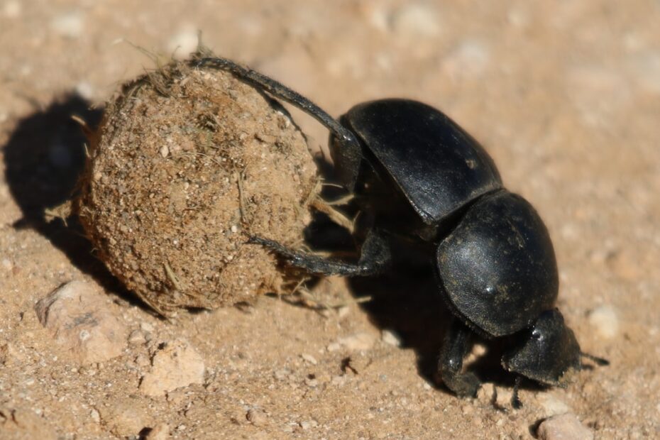 Weg met kleine kevertjes in huis: zo herken en bestrijd je deze ongenode gasten